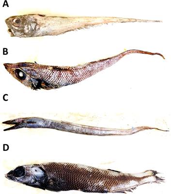 Intraspecific phenotypic differentiation by habitat depth in deep demersal fish species